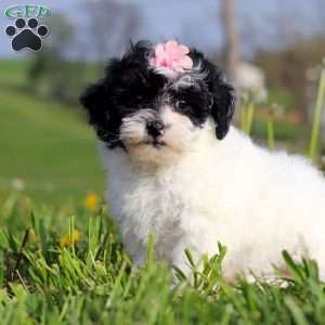 Twila, Teddy Bear Puppy